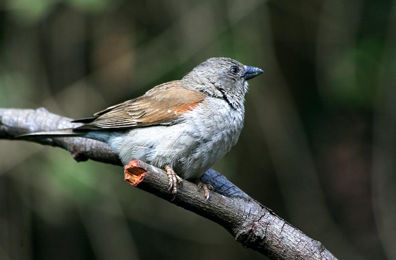 frieda 036.jpg - Reg om te eet!